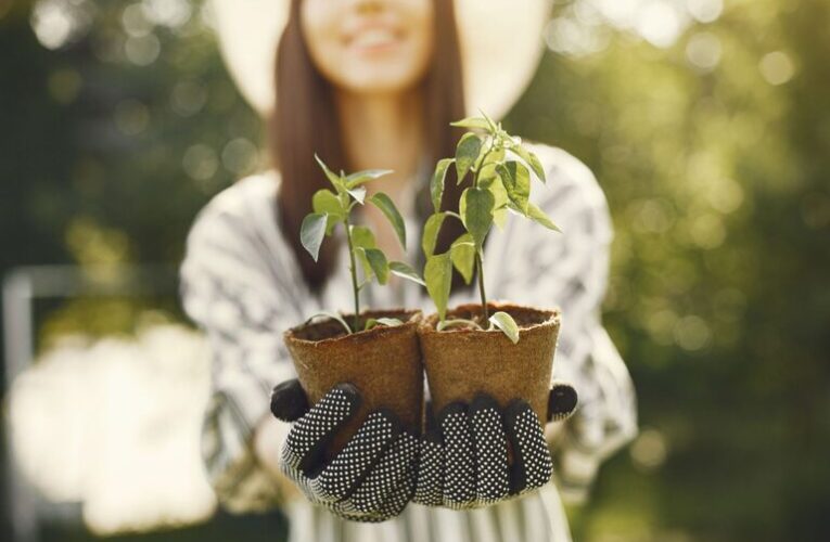 Tips for Creating a Sustainable Home Garden Throughout the Year